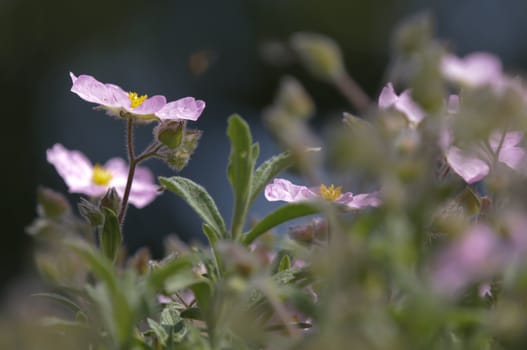 Pink Cistus flower under the sun