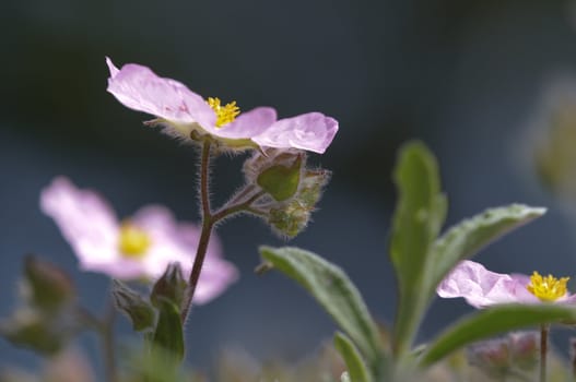 Pink Cistus flower under the sun