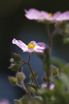 Pink Cistus flower under the sun