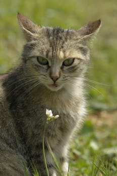 Domestic cat looking  at you in a garden