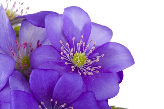 close-up hepatica flowers, isolated on white