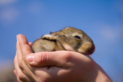 gray bunny in hand against blue sky background