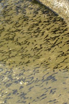 Group of tadpoles of toad, Bufo bufo