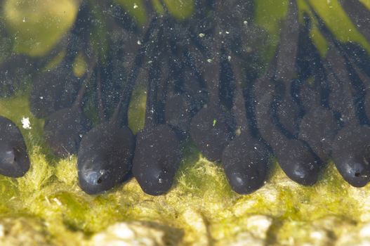 Group of tadpoles of toad, Bufo bufo