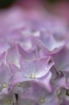 Pink Hydrangea flowers clos-up in spring