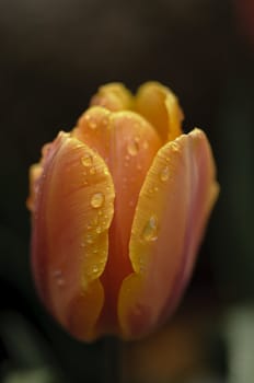 Orange and yellow tulip flower in full bloom under the rain