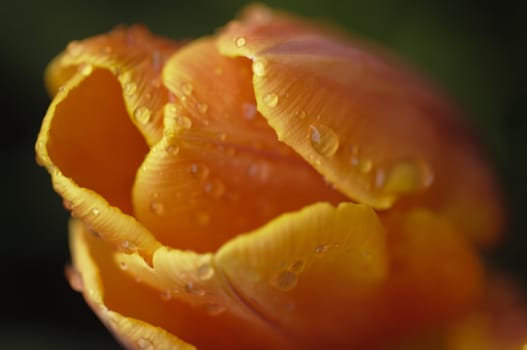 Orange and yellow tulip flower in full bloom under the rain