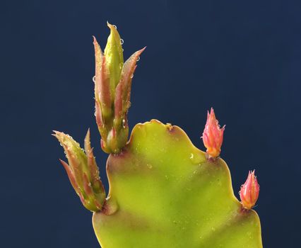 Red and green buds of a succulent plant