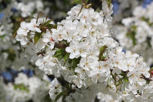 Close up of white flowers on an apple tree by springtime