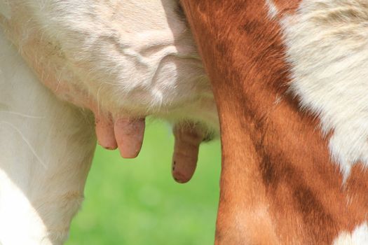 Close up of three udders of a brown and white cow