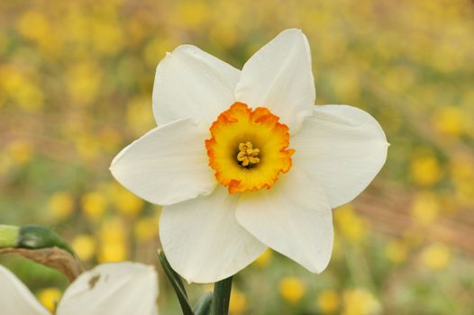 a close up shot of a daffodil bloom.