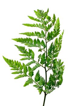 Fern leaf isolated on white background.