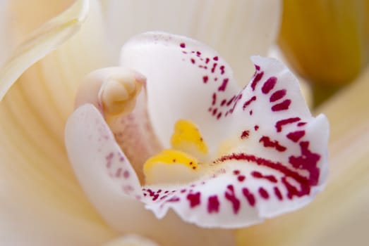 Yellow orchid flower close-up, selective focus.