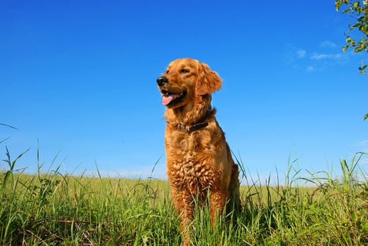 orange golden retriever dog portrait outdoors on green meadow over blue sky