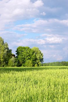 The rye starts to grow ripe in the middle of summer