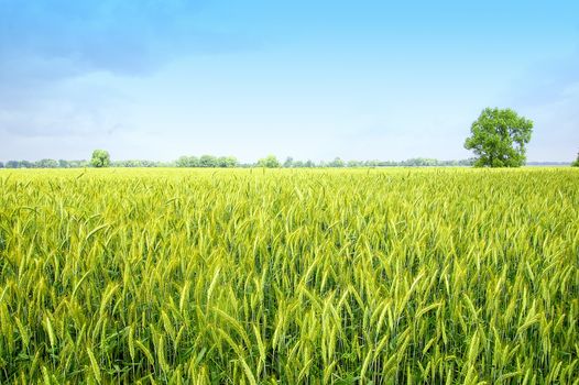 The rye starts to grow ripe in the middle of summer