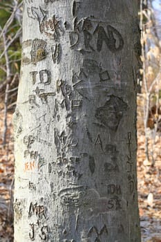 A closeup texture of a tree trunk with a whole bunch of names and initials carved into it.