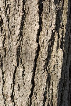 A closeup texture of some tree bark.