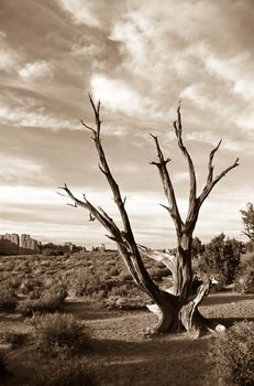 Arches National Park preserves over 2,000 natural sandstone arches, including the world-famous Delicate Arch, in addition to a variety of unique geological resources and formations.