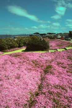 !7 miles drive in Pebble Beach, California