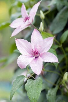 Rose Clematis after shower with water drops on the flower