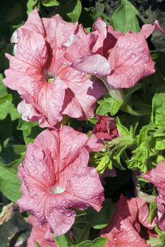 Rose Petunia in the garden after shower. Petunia with water drop on the flower