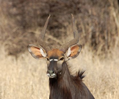 Male Nyala antelope in South Africa.