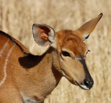 Female Nyala antelope in South Africa.