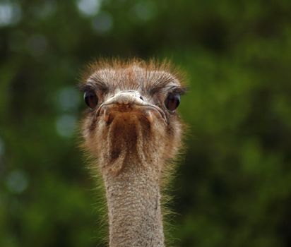 A wild ostrich in South Africa.