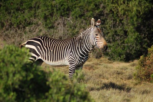 This is the Cape Mountain Zebra, one of the most endagered mammals in the world, wild and in its natural habitiat in South Africa.