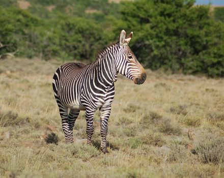 This is the Cape Mountain Zebra, one of the most endangered mammals in the world, wild and in its natural habitat in South Africa.
