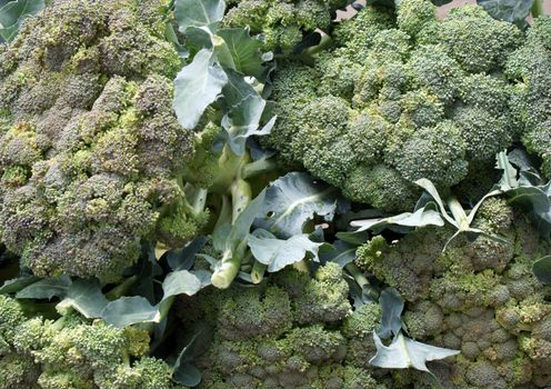green vegetable broccoli