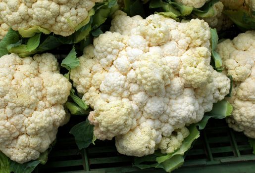 white vegetable calliflower