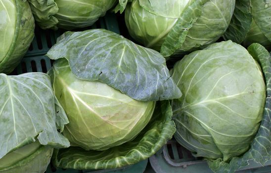 early cabbages