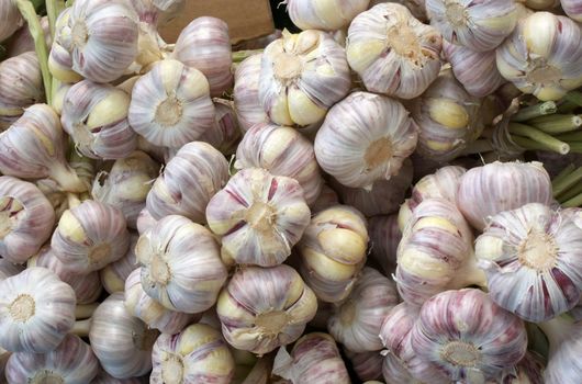 garlic roots