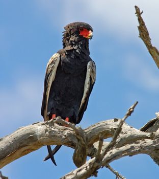 A bateleur eagle in South Africa.