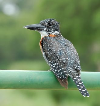 A Giant Kingfisher on the rail of a bridge in Africa.