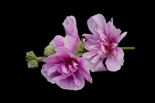 Pink hollyhock, isolated on a black background.