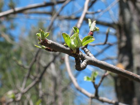 Image of a bud forming on a wild apple tree in the spring.