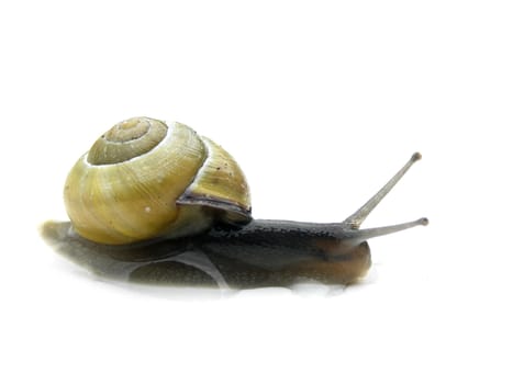 Snail on a white background.