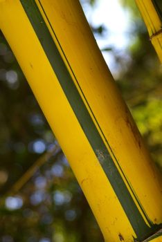 Close-up of a bamboo stem