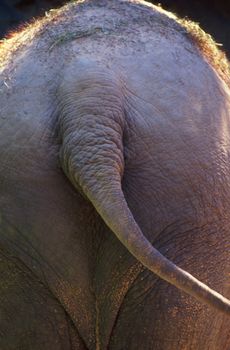 back end of elephant