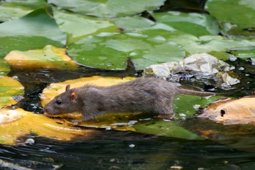 Rat walking on water lily leaves to scrounge for food