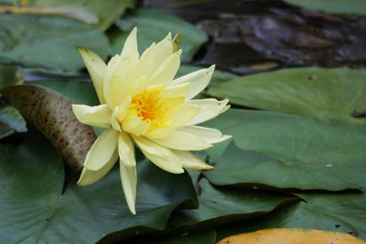 Beautiful yellow water lily flower and green leaves