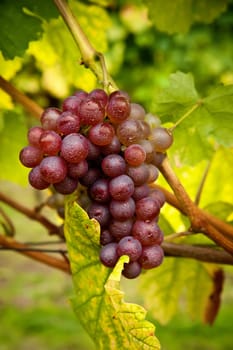 Fresh red grapes ready for harvest, detail view