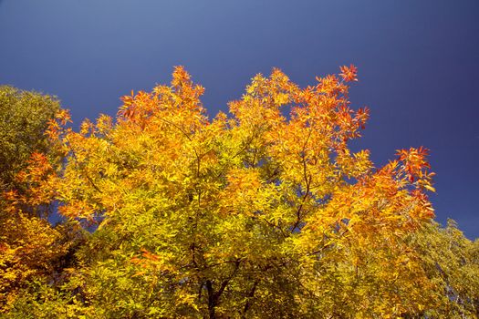 Bright autumn foliage of the trees against the sky