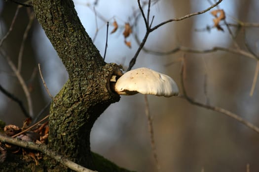 late fall fungus on side of tree in morning sun