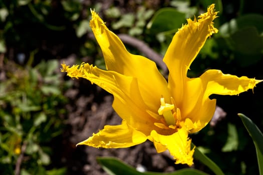 nature series: red and yellow tulip in spring season