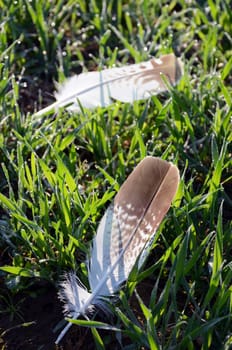 two seagulls feathers in the spring grass