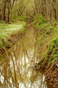 A Small stream in the woods